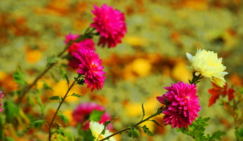 Chrysanthemen / ***