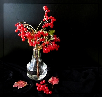 Vogelbeere / ***