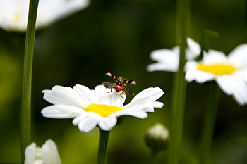 Gänseblümchen / ***