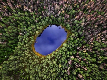  / forest lake