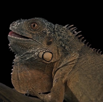 Reptil / ***
