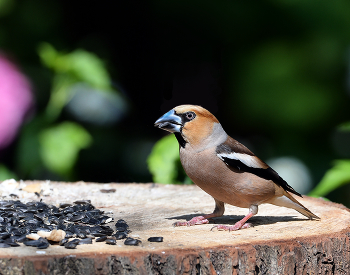 Grosbeak / ***