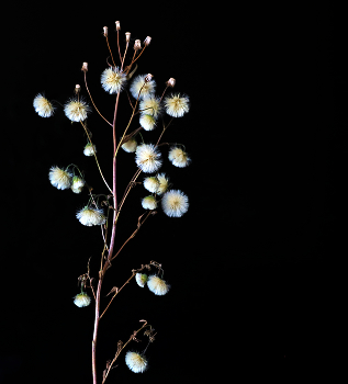 Fuzzies / ***