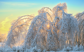 Frost / ***