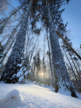 Morgen in den Wald / ***