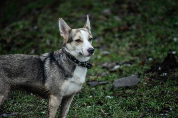  / Vivitar 75-205 mm 3.8