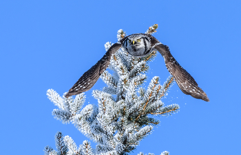 Tree Topper Crown fell down (Northern hawk-owl) / ***