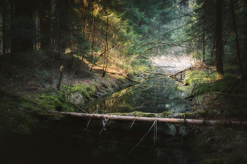 In der April-Wald / ***