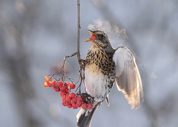 Frost ... / .....