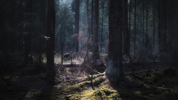 Im Frühjahr Wald / ***