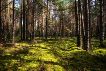 Über den Wald / ***