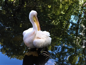 Pelikan / ***