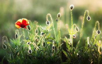 Guten Morgen / ***