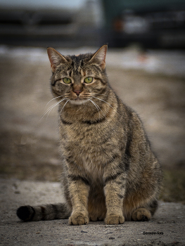 Obdachlos / ***