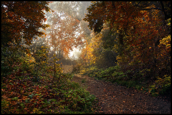 in den herbstlichen Wald / ***