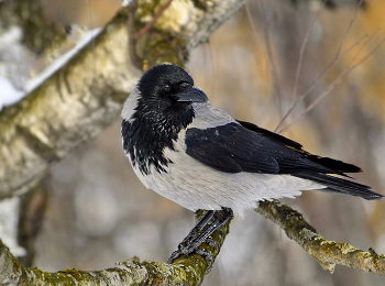 Raven / ***