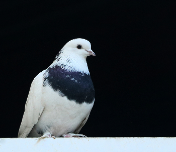 Dove of Peace / ***
