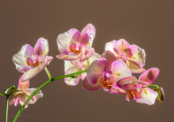 Phalaenopsis. / ***
