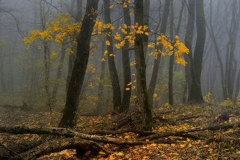 November / ***