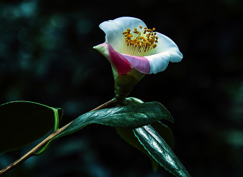 Kamelie / ***