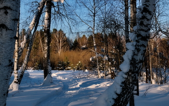 Winter road. / ***