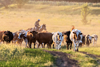 Zeit, nach Hause zu gehen / ***