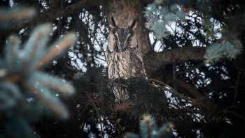 Master of Disguise / ***