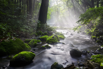 Rays / ***