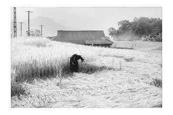  / "Rice&Icon of Vietnam" B&W art photo project