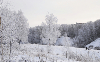 Silver Birch / ***