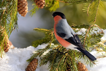 Wald Skizzen / ***
