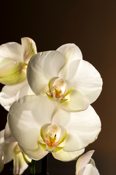 Phalaenopsis. / ***