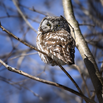 Boreal owl / ***