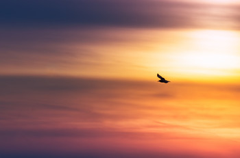  / Soaring into the sunset