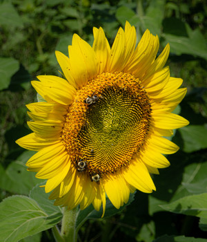  / Sunflower with friends