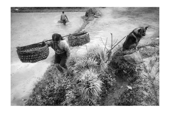  / "Rice&Icon of Vietnam" B&W art photo project