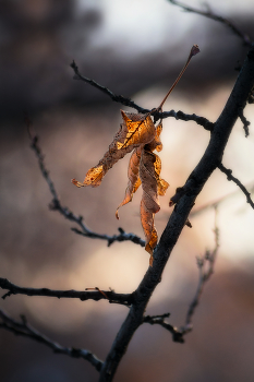 Past ... / ***