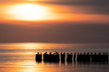 Seagulls at Sunset / Some seagulls enjoying a calm sunset