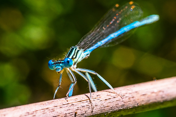 Dragonfly Pfeil / ***