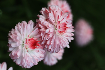 Blumen / ***