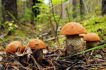 Waldprodukte / ***