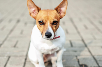  / Nikon D 700 Nikon 50 mm 1.8
