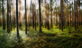In einem sonnigen Wald / ***