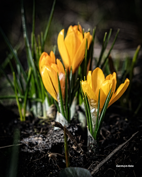 Krokus / ***