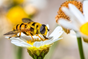 Schwebi / Schwebfliege bei der Nahrungsaufnahme