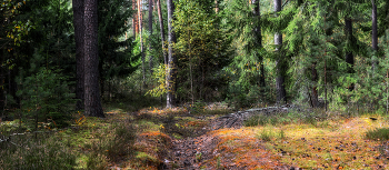 Waldlandschaft / ***