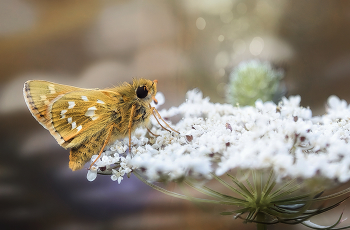 Moth / ...