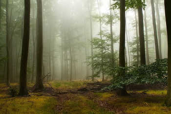 Straße im Nebel / ***