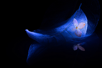 Fantasy of night / 2023