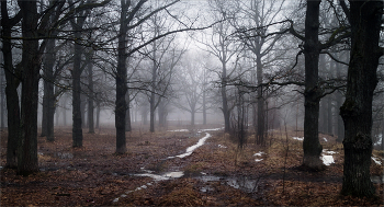 Winterwald / ***